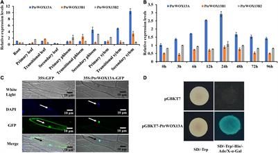 PtrWOX13A Promotes Wood Formation and Bioactive Gibberellins Biosynthesis in Populus trichocarpa